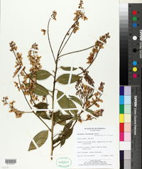 Asemeia floribunda image