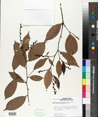Amanoa oblongifolia image