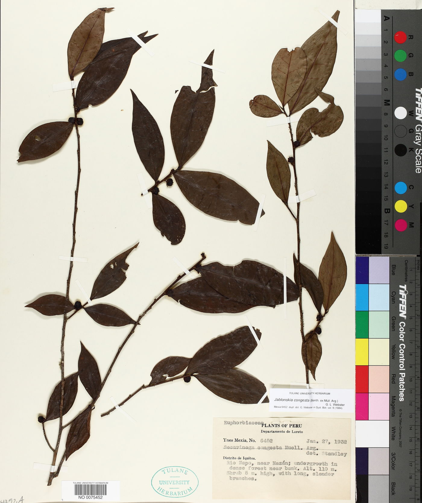 Jablonskia image