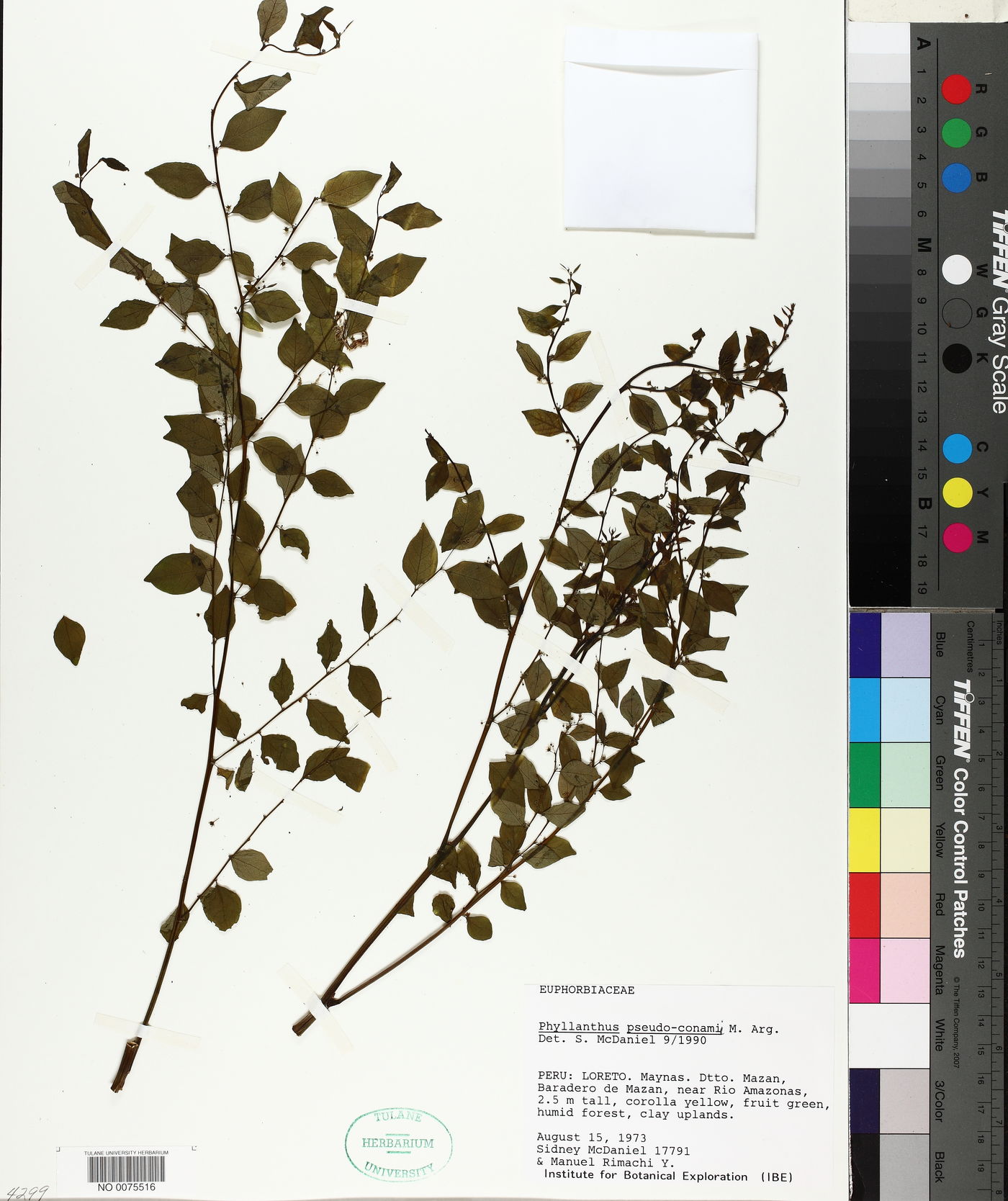 Phyllanthus brasiliensis subsp. brasiliensis image