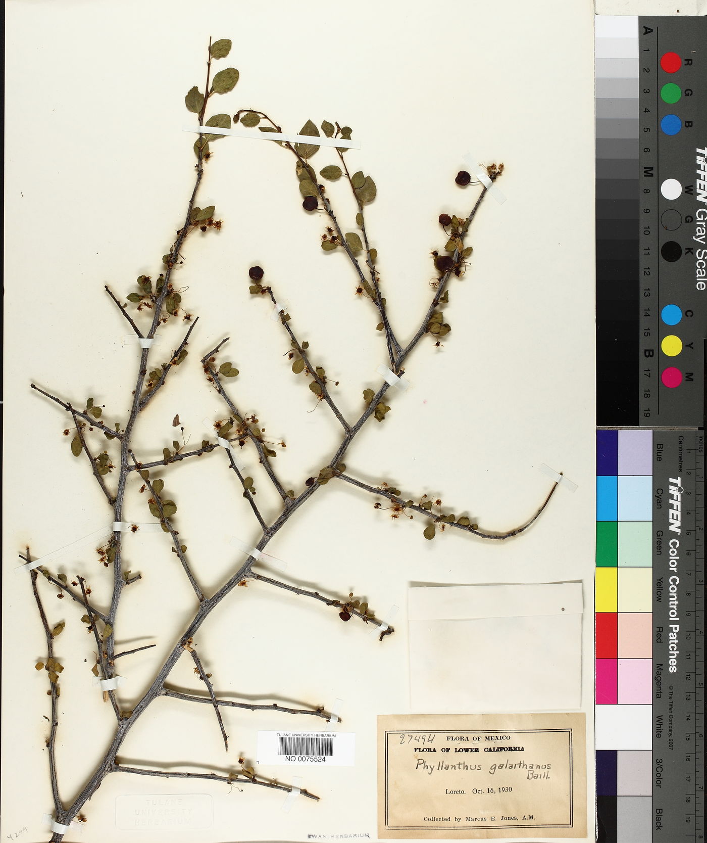 Phyllanthus galeottianus image
