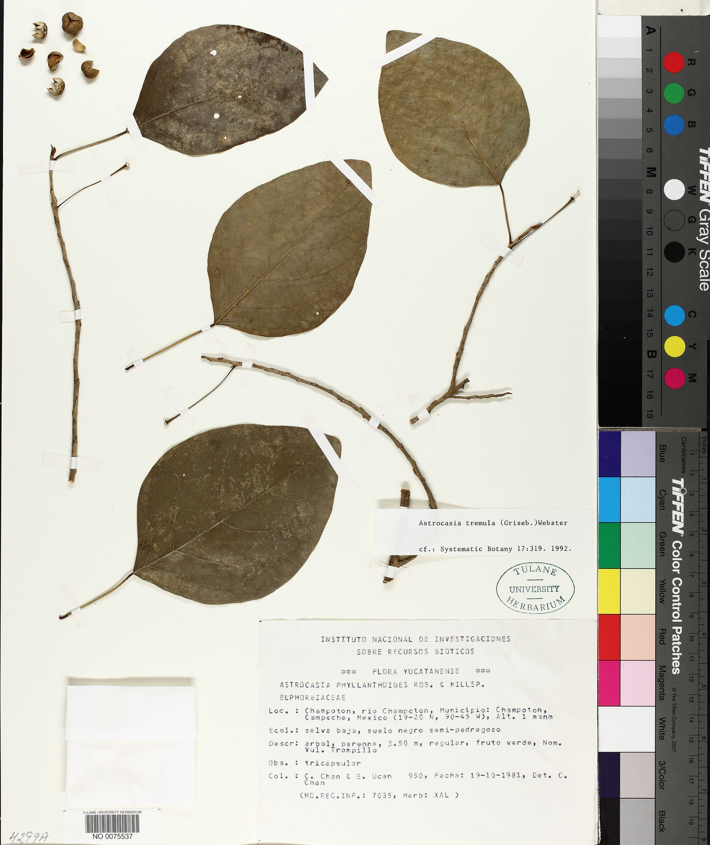Astrocasia image