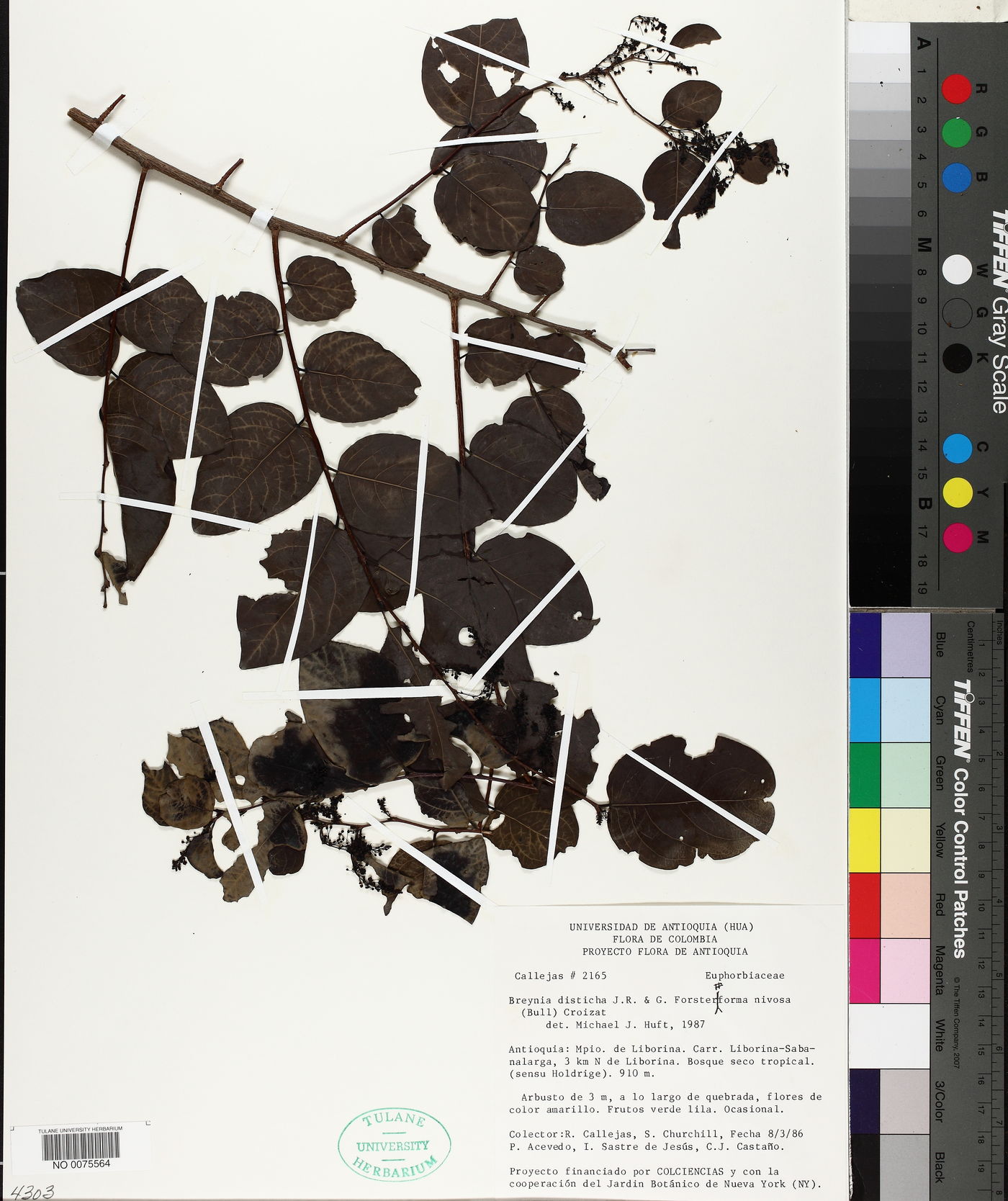 Breynia disticha image