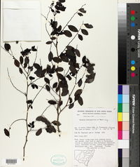 Image of Breynia oblongifolia