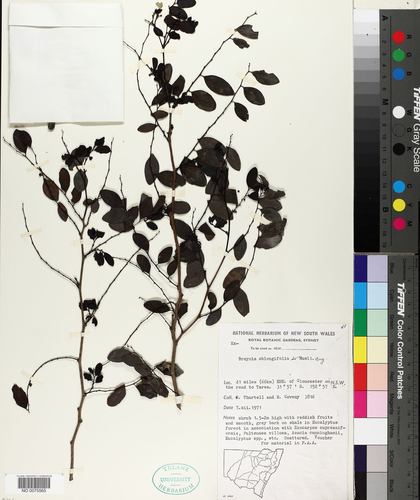 Breynia oblongifolia image