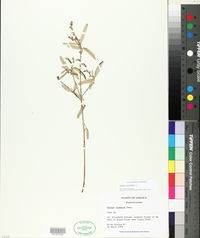 Croton cascarilla image