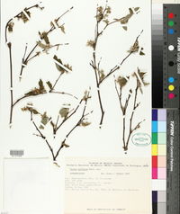 Croton axillaris image
