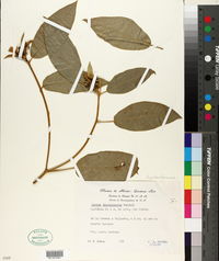 Croton chichenensis image