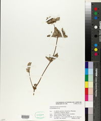 Croton punctatum image