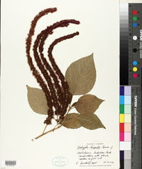 Acalypha hispida image