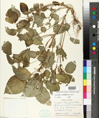 Acalypha ostryifolia image