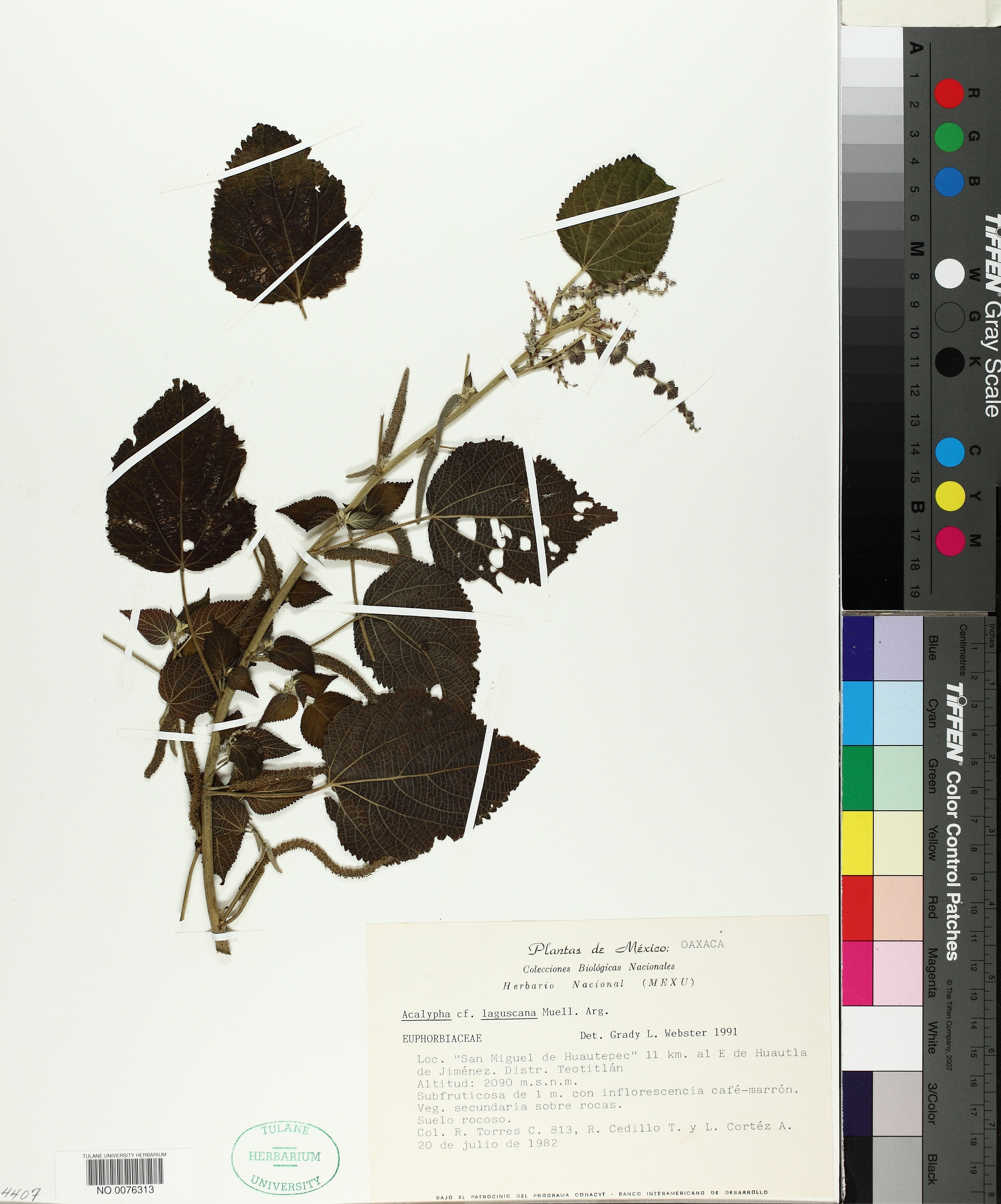 Acalypha lagascana
