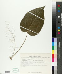 Acalypha villosa image