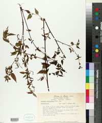 Acalypha leptopoda image