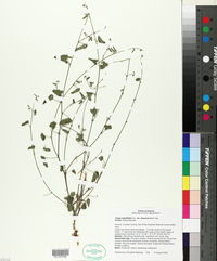 Tragia nepetifolia var. dissecta image