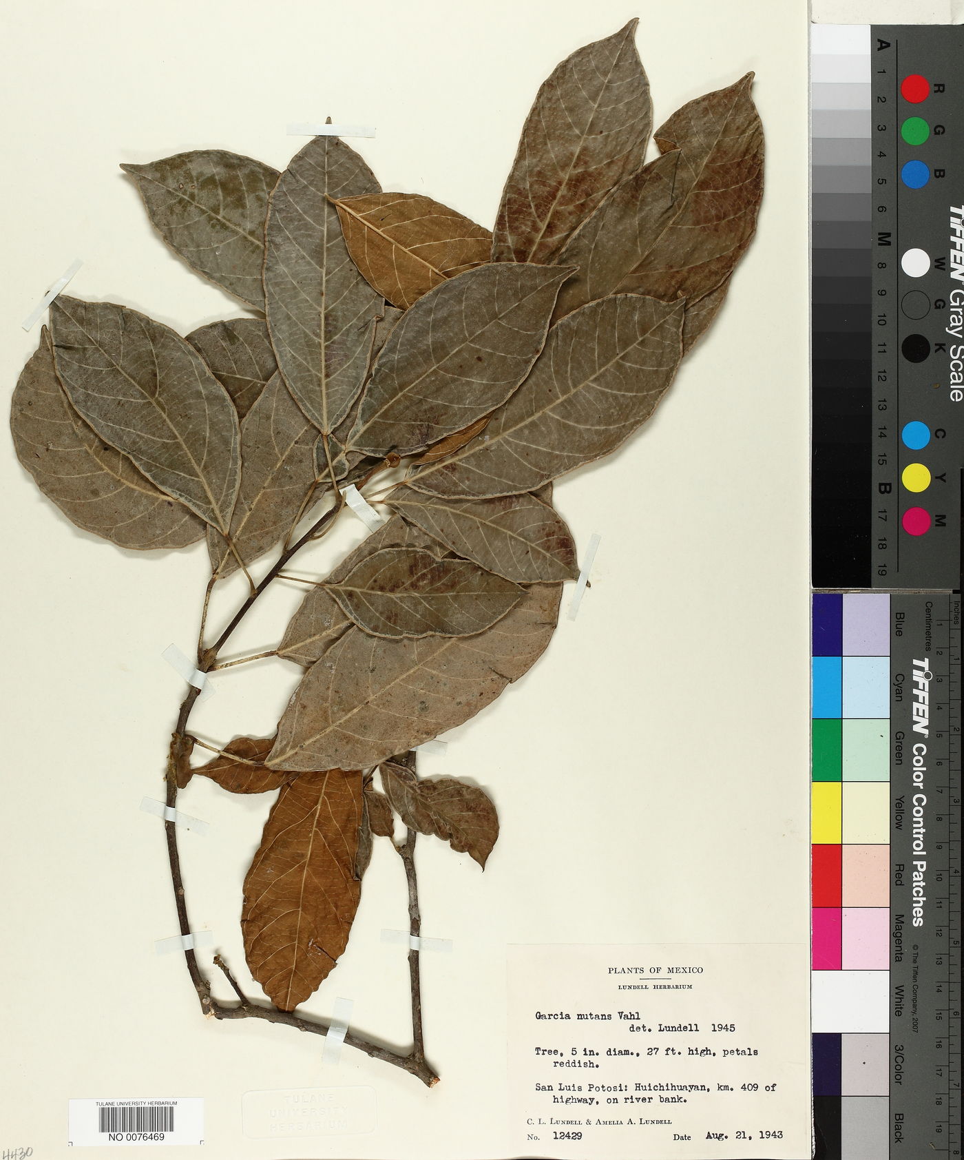 Garcia nutans image