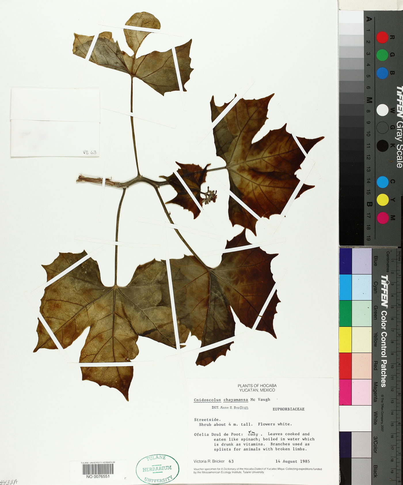 Cnidoscolus chayamansa image