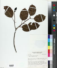 Image of Glycydendron amazonicum