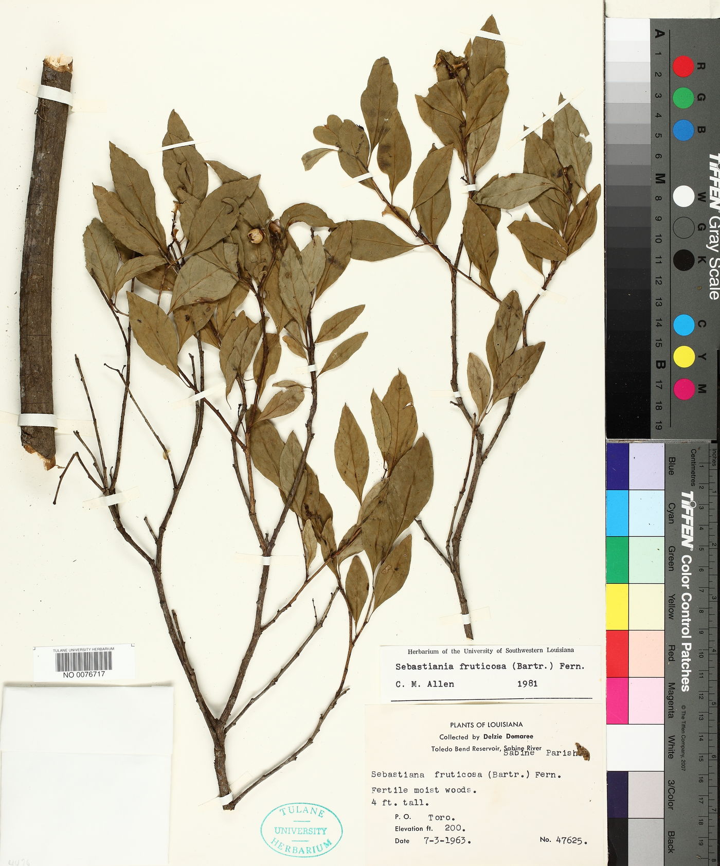 Ditrysinia fruticosa image