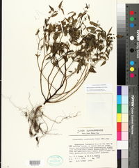 Image of Sebastiania corniculata