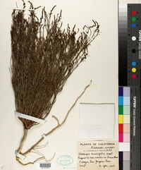 Stillingia linearifolia image