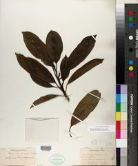 Sapium laurifolium image