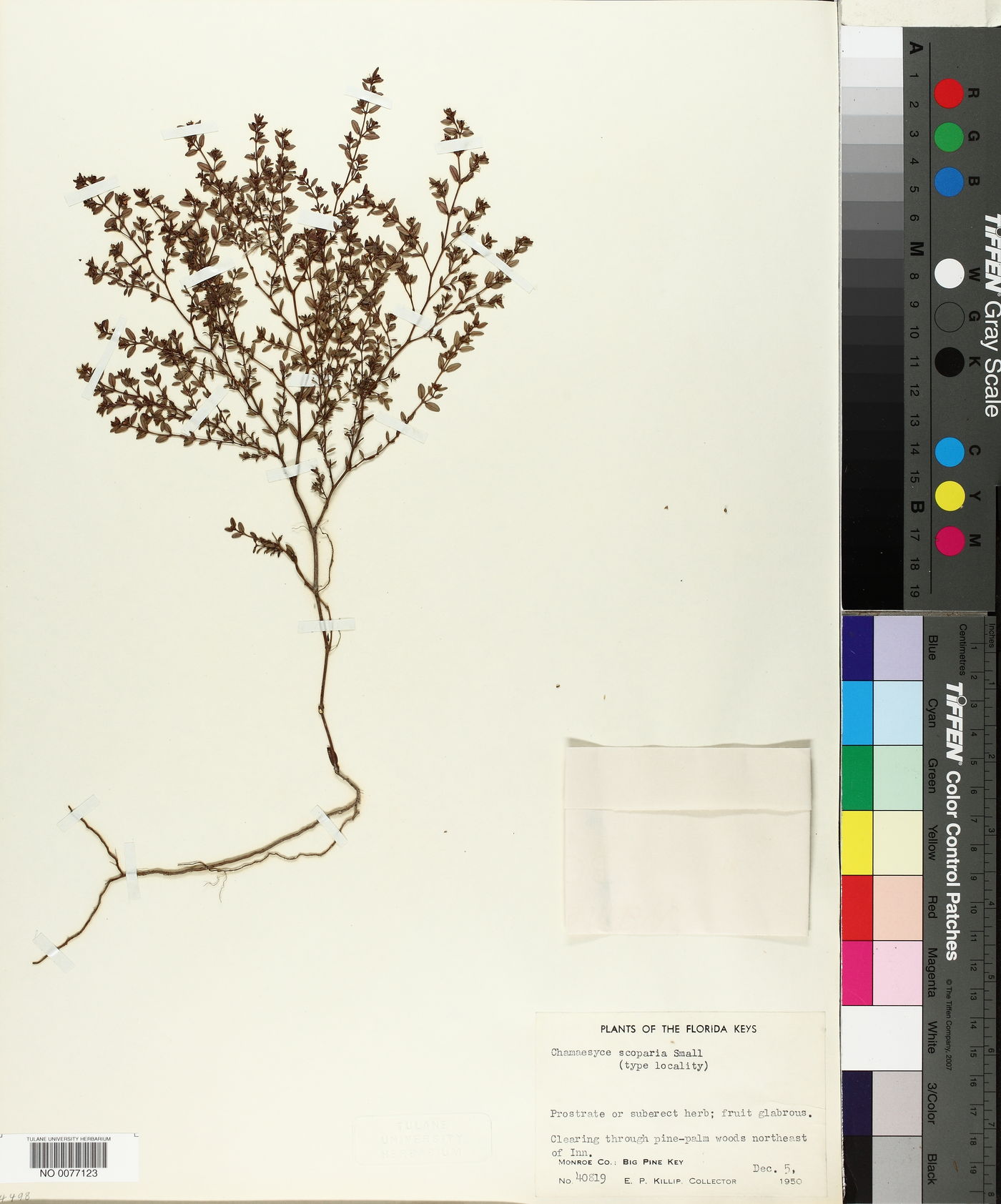 Chamaesyce scoparia image