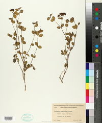 Euphorbia tomentulosa image