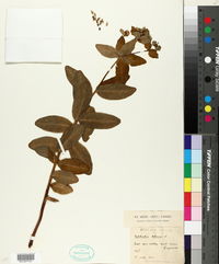 Euphorbia paniculata image