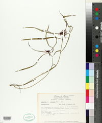 Euphorbia strigosa image