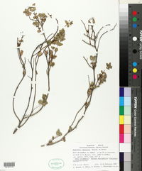 Euphorbia tomentella image