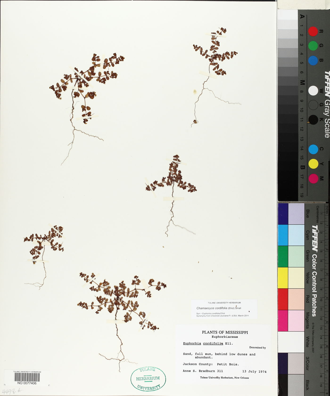 Chamaesyce cordifolia image