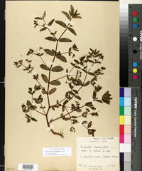 Chamaesyce hyssopifolia image