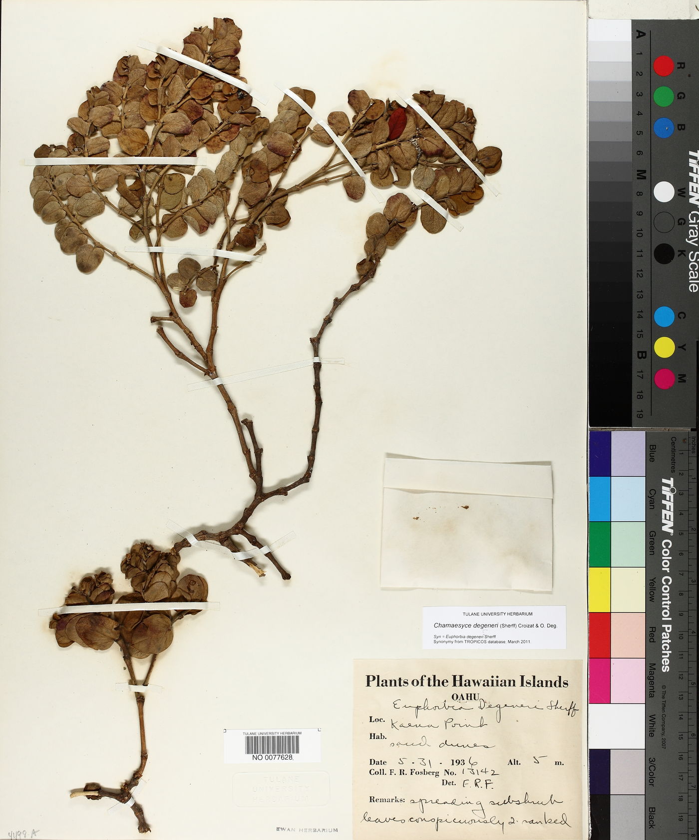 Chamaesyce degeneri image