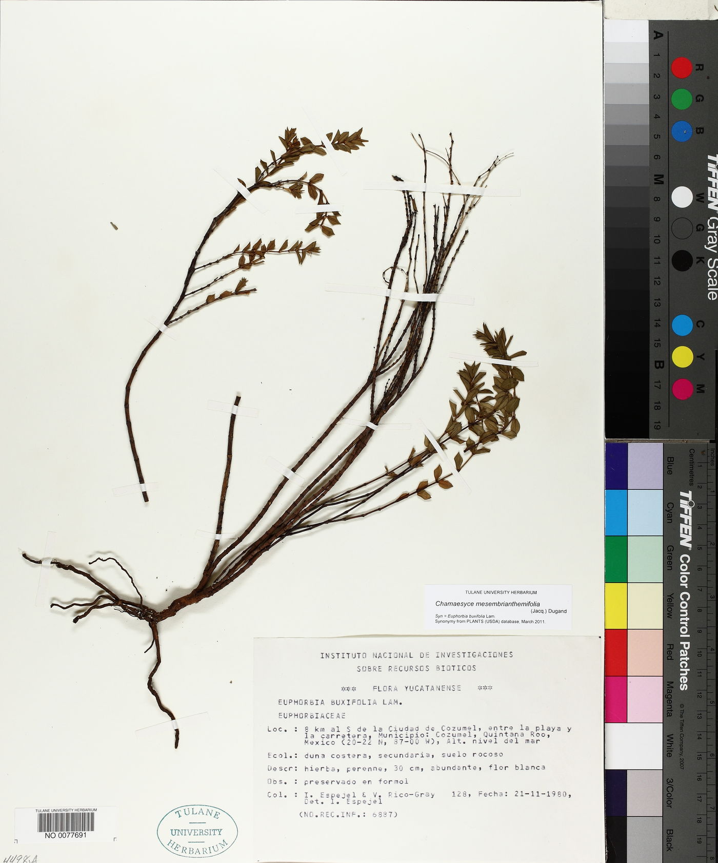 Chamaesyce mesembrianthemifolia image