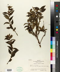 Sarcococca ruscifolia image