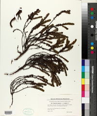 Empetrum nigrum subsp. nigrum image