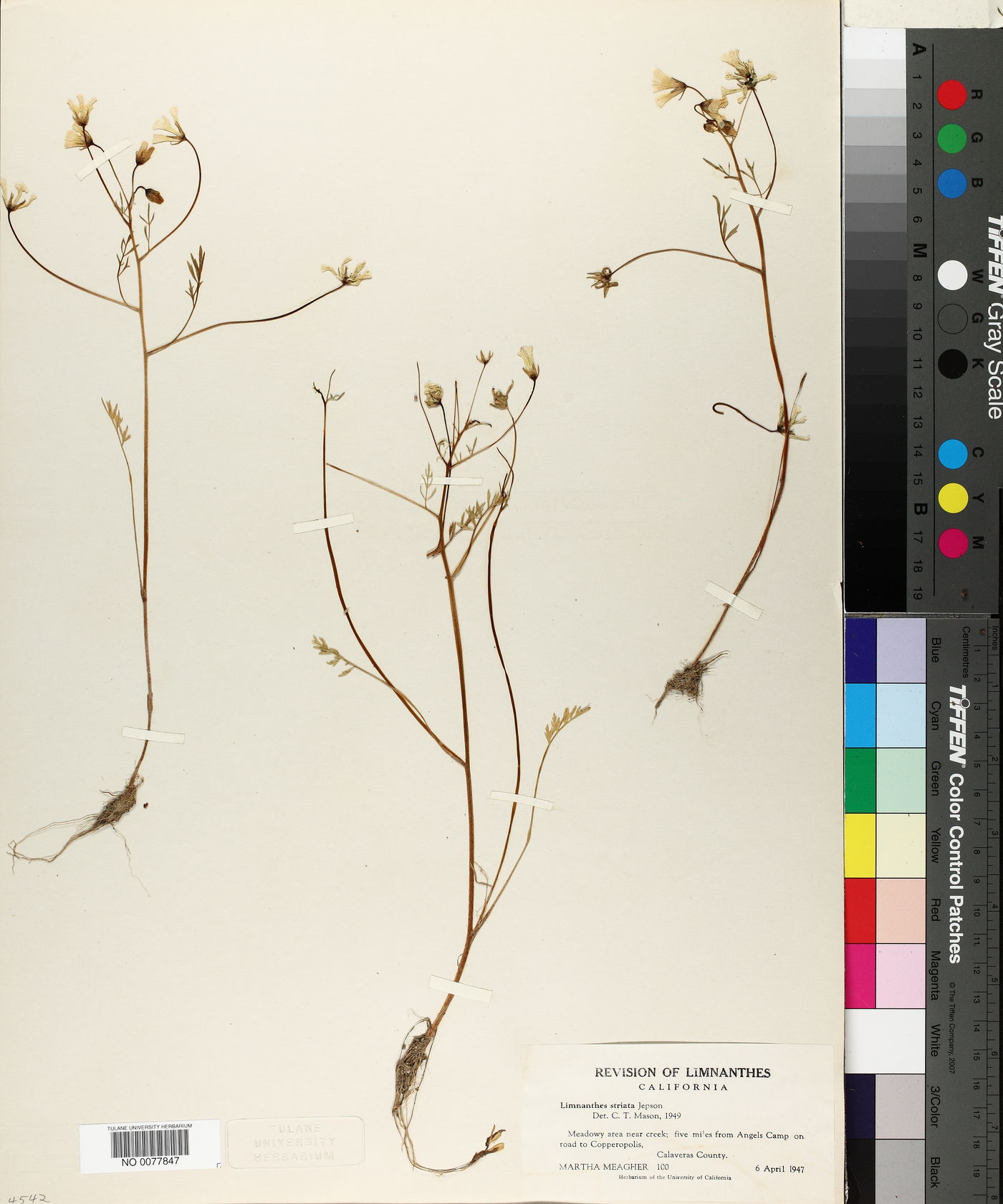 Limnanthes striata image