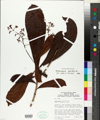 Buchanania sessilifolia image