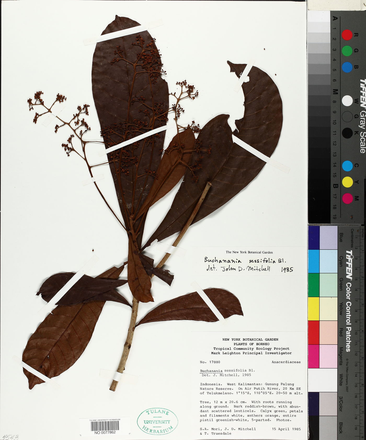 Buchanania sessilifolia image