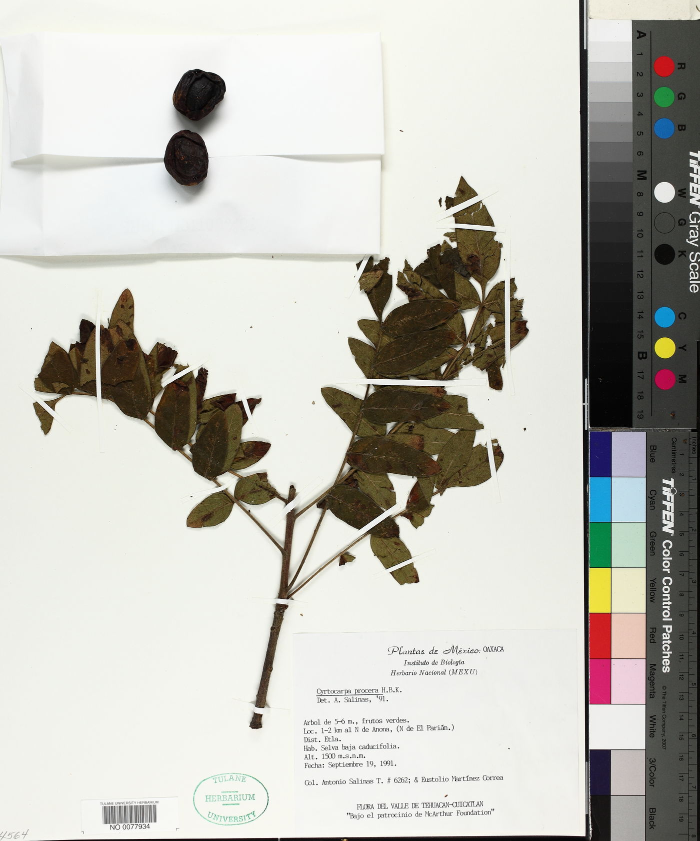 Cyrtocarpa procera image