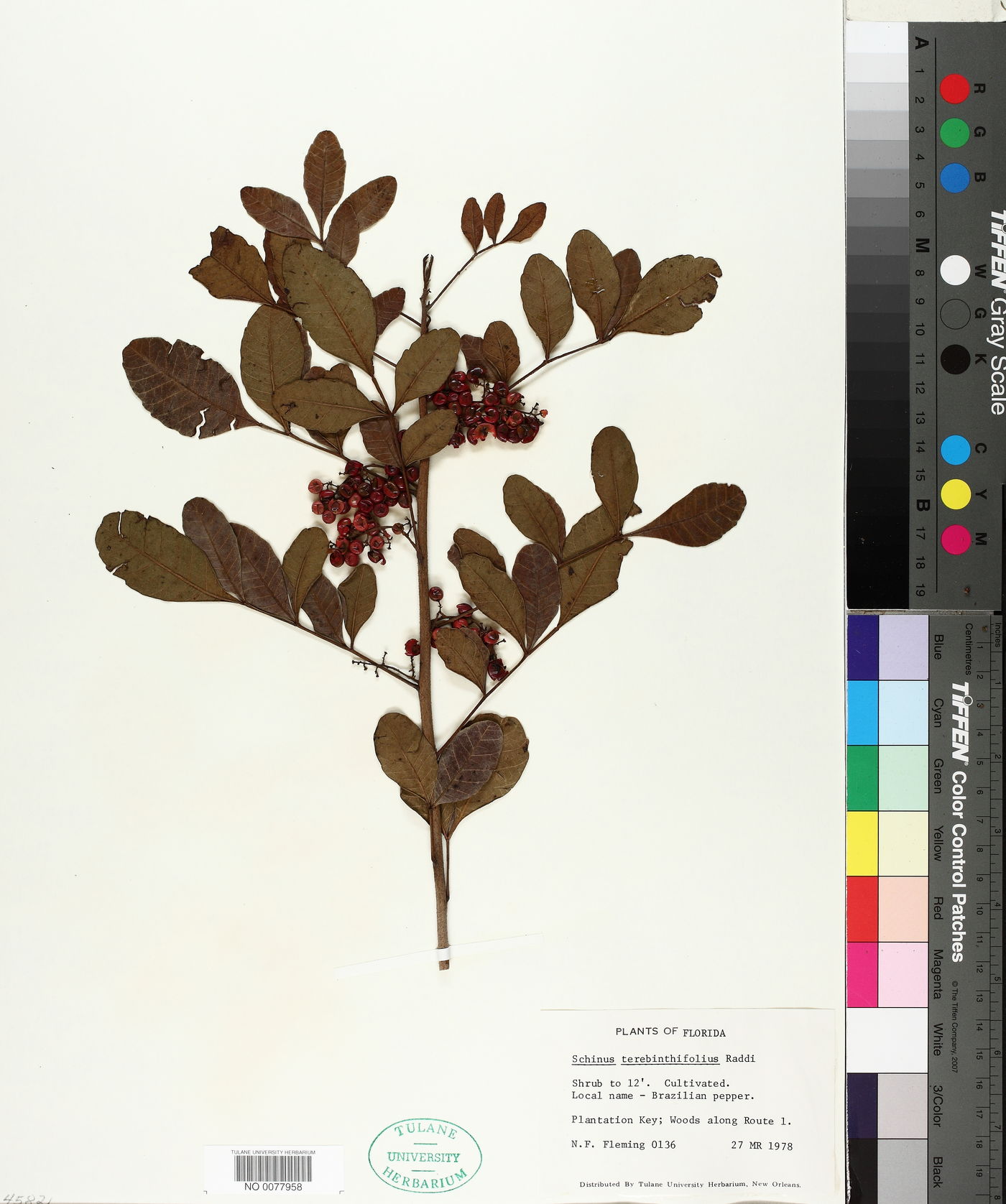 Schinus terebinthifolia image