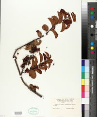 Image of Schinus latifolius