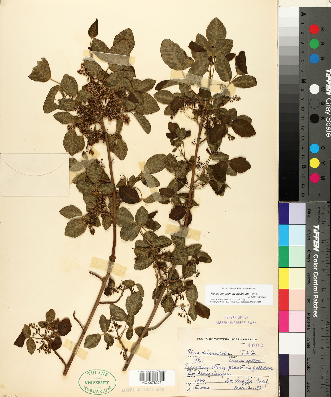 Toxicodendron diversilobum image