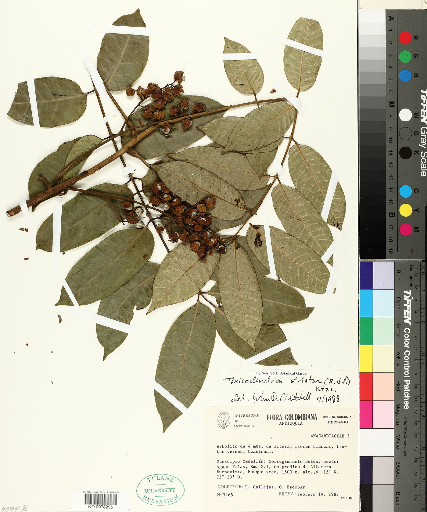 Toxicodendron striatum image