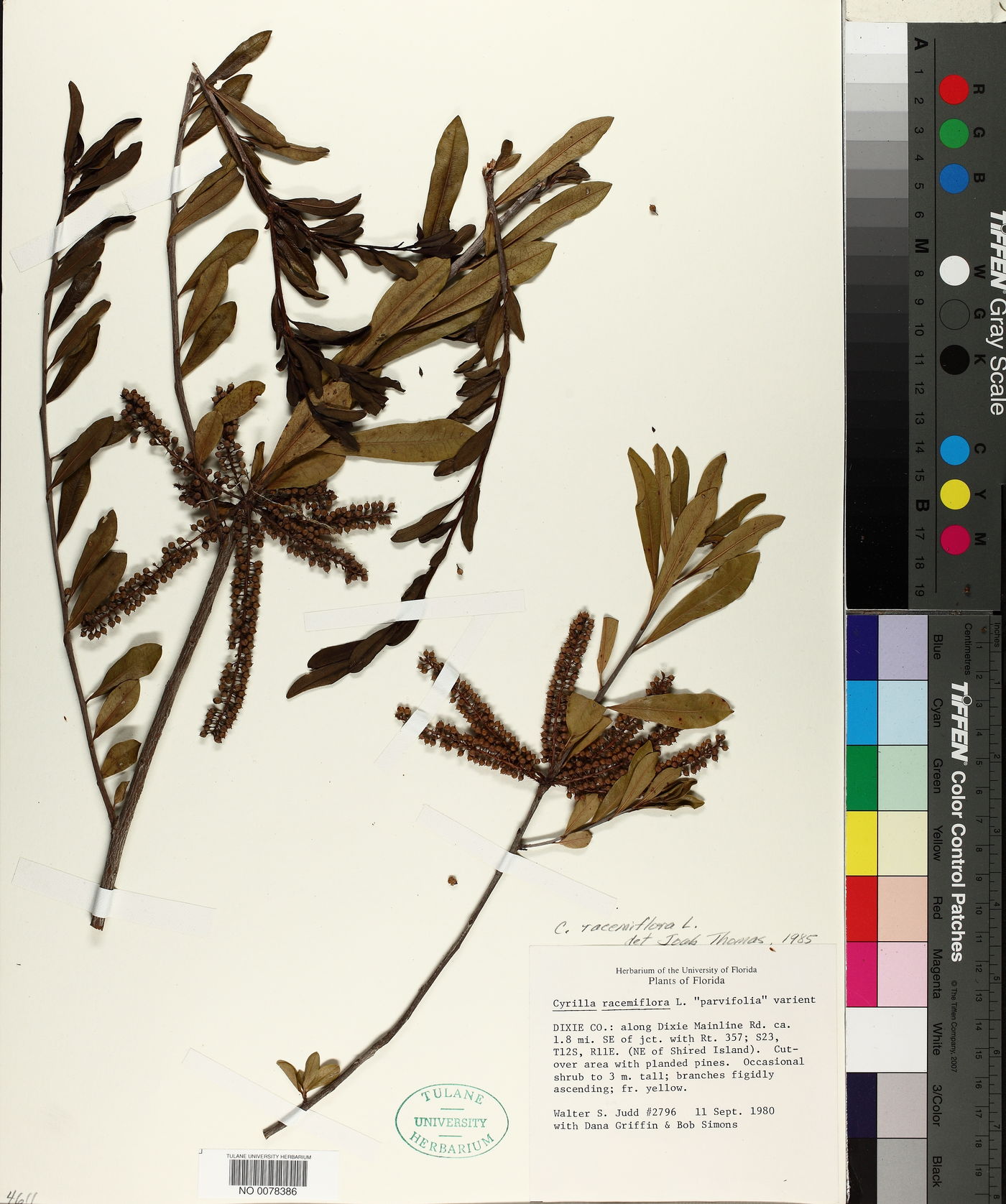 Cyrilla racemiflora var. parvifolia image