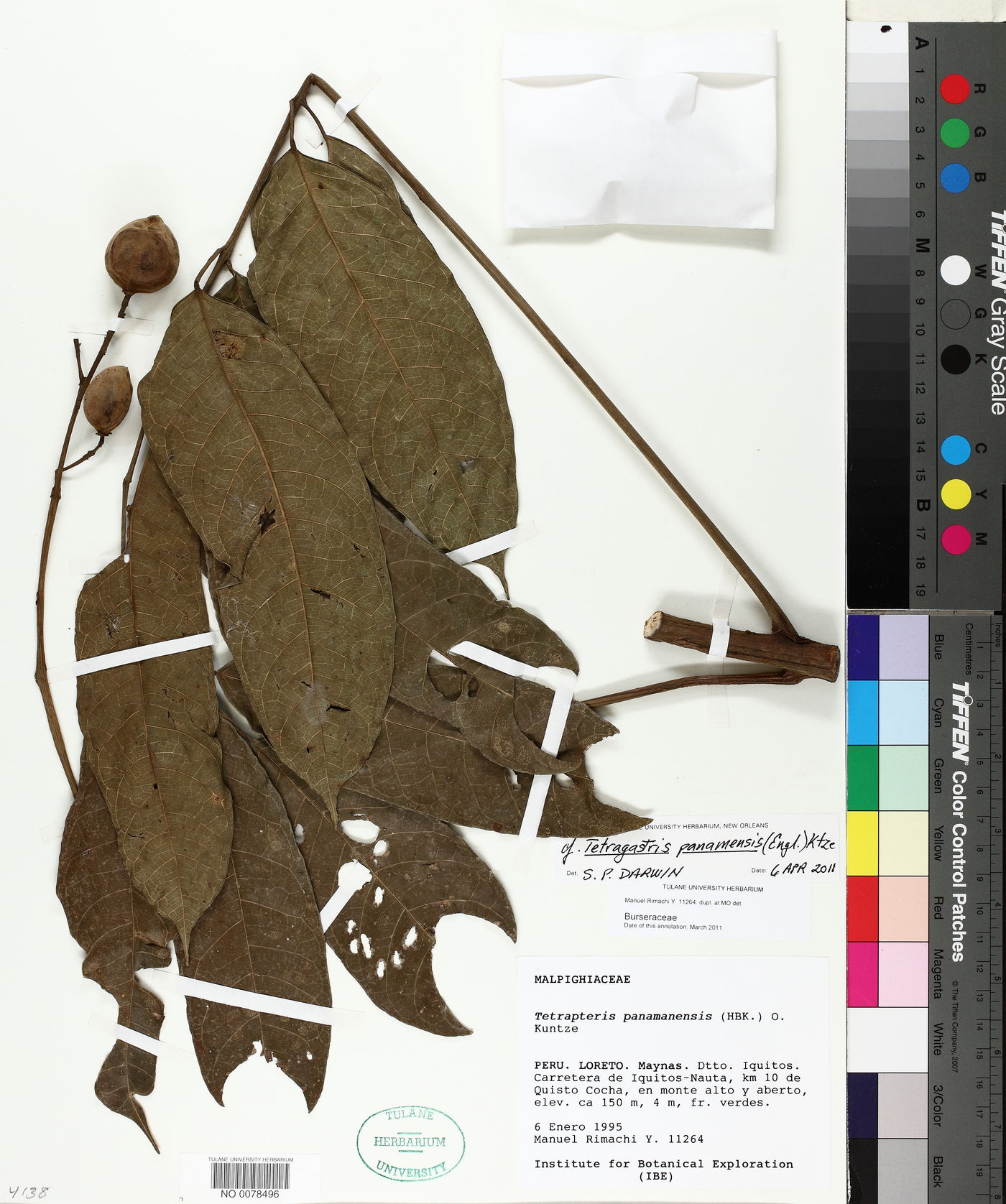 Tetragastris panamensis image