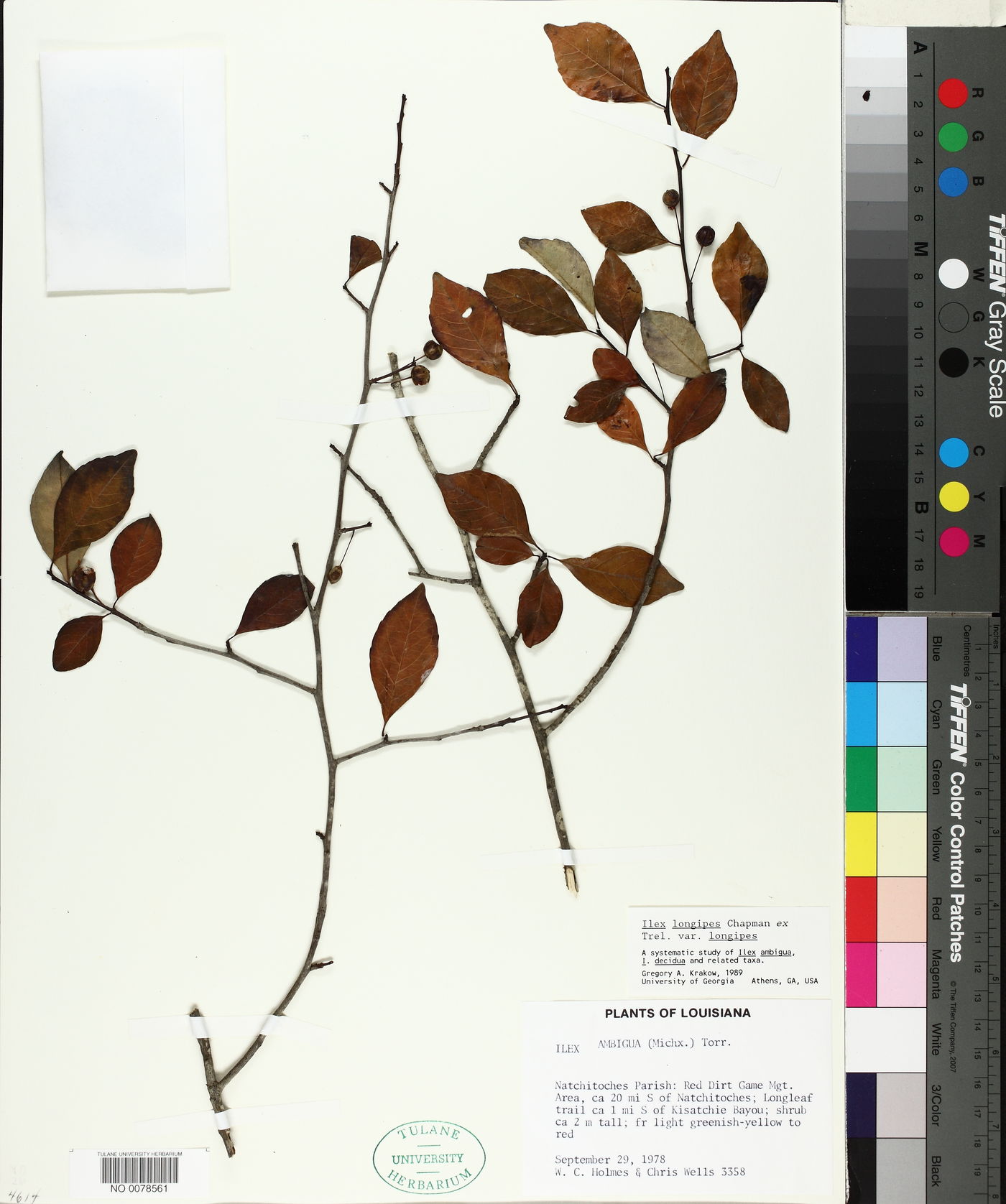 Ilex longipes image