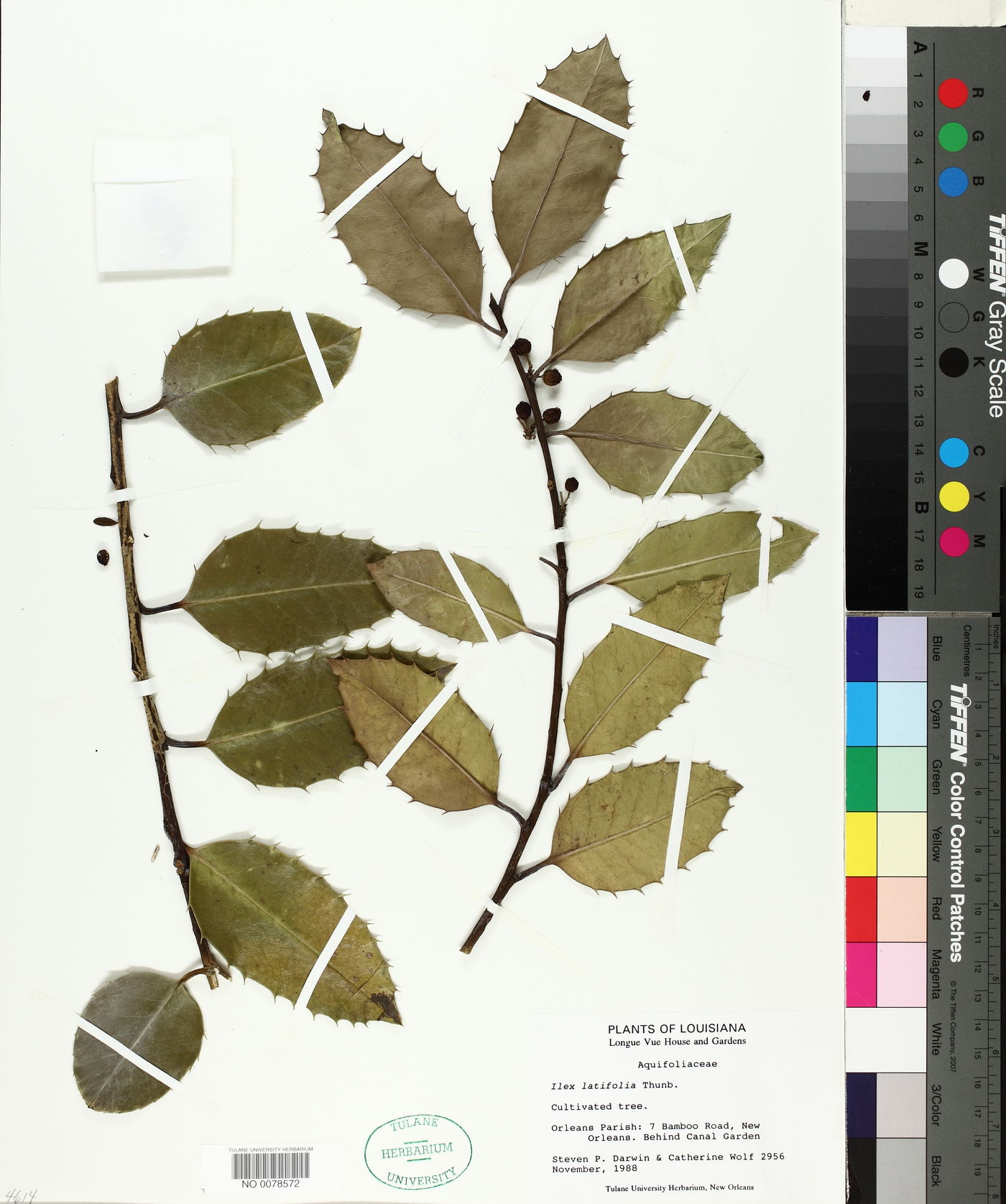 Ilex latifolia image