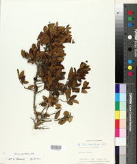 Ilex vomitoria image